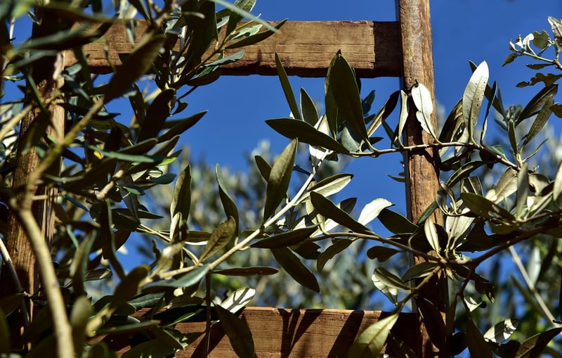 Mediterranean Olives